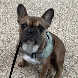 GIGI - French Bulldog
