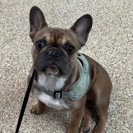 GIGI - French Bulldog