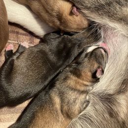 Siberian Husky Puppies from Maine Coast Huskies