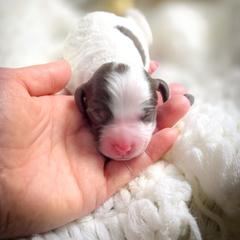 Louie - Parti male Double Doodle puppy in Cleveland, Tennessee from Edgewater Doodles & Designer Pups
