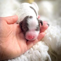 Louie - Parti male Double Doodle puppy in Cleveland, Tennessee from Edgewater Doodles & Designer Pups