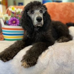 Boy 2- Totoro - Silver Poodle puppy in Troy, Virginia from Stewart’s Standards