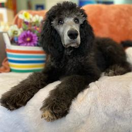 Boy 2- Totoro - Silver Poodle puppy in Troy, Virginia from Stewart’s Standards