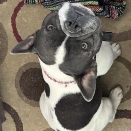 French Bulldog All Grown Up from Felicia DeRose
