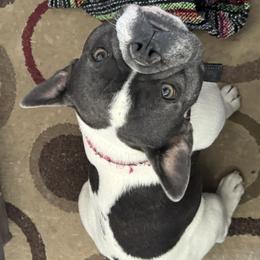 French Bulldog All Grown Up from Felicia DeRose