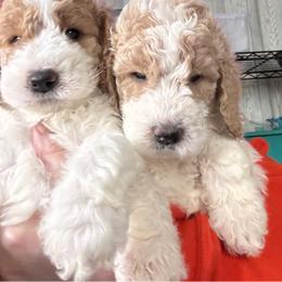 Bernedoodle, Cockapoo, and Goldendoodle Puppies from Avery Doodle Day LLC