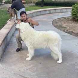 Monsoon - Great Pyrenees