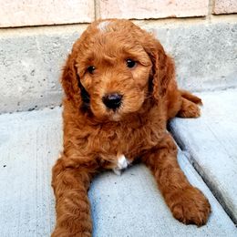 Goldendoodles from Puppy Vale