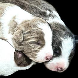 Storm - Lilac male Border Collie puppy in Cedar Springs, Michigan from Lyncroft Border Collies