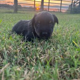 Eeyore - Black tri male Miniature Australian Shepherd puppy in Smiths Grove, Kentucky from Kyn's Kennel