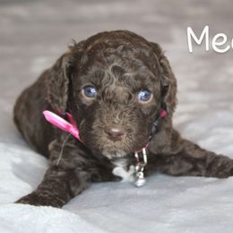 Meena - Brown female Cockapoo puppy in Perry, Arkansas from Parker's Cockapoos
