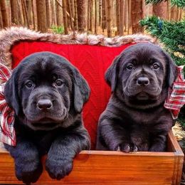 Labrador Retriever Puppies from Sound View Labradors East