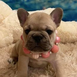 Bulldogs and French Bulldogs from Loved Here First