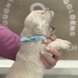 Mr. Light Blue - Light golden male Golden Retriever puppy in Fresno, California from Sanctuary Ranch Goldens