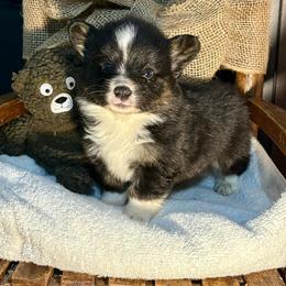 Full fluffy Baxter - Black and white male American Corgi puppy in Decatur, Texas from Bar S Corgis