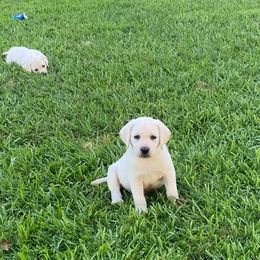 Labrador Retriever Puppies from Pond Creek Labradors