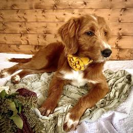 Phoebe - Goldendoodle