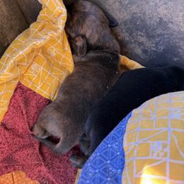 Ellie - Brindle female Dachshund puppy in Pearce, Arizona from Katy West Weenies