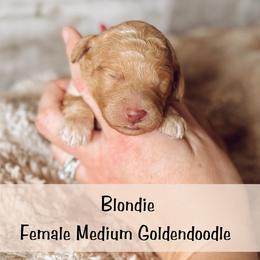 Spot 6 - Apricot female Goldendoodle puppy in Redmond, Oregon from Bourbon and Lace Doodles