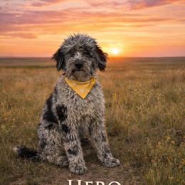 Hero - Bernedoodle