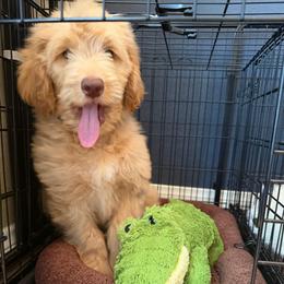 Airy - Caramel red male Australian Labradoodle puppy in Upland, California from Kings Labradoodles
