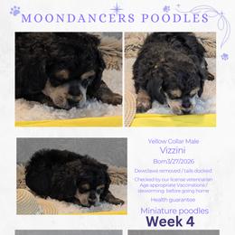 Yellow Collar Male Miniature Poodle Vizzini - Phantom male Poodle puppy in Lillian, Alabama from Moondancers Poodles