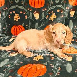 Cream Male Longhair - Cream male Dachshund puppy in Cleveland, Tennessee from Kelly's Doxie Farm