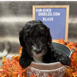Bernedoodle and Sheepadoodle Puppies from Fur-ever Doodles