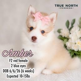 Amber - Red and white female Pomsky puppy in Olathe, Kansas from True North Pomskies