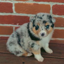 Blue Merle F - Joy - Blue merle female Australian Shepherd puppy in Cotati, California from Tried and True Aussies