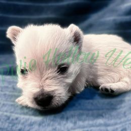 Red - White male West Highland White Terrier puppy in Cleveland Tx, Texas from Pixie Hollow Westies