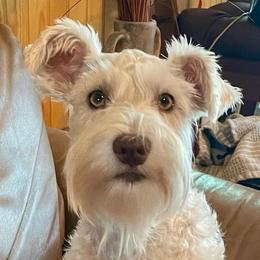 Chantilly - Miniature Schnauzer
