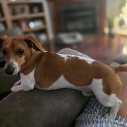 Patches - Piebald male Dachshund puppy in Denison, Texas from Digging Dachshunds