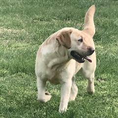 Charlie Bear - Labrador Retriever