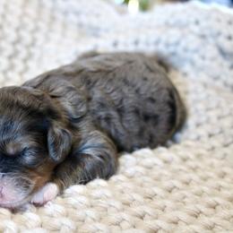 Harper - Blue merle female Bernedoodle puppy in Apple Creek, Ohio from Cuddle Paws