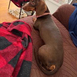 Indi - Dachshund