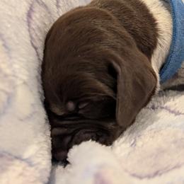 German Shorthaired Pointer Puppies from Hanaway GSPs