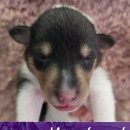 Moonstone - Black white and tan female Collie puppy in Oregon City, Oregon from Laurelee Collies