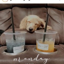 Dachshund Puppies from Noel Wiener Ranch