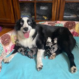 Freckles - Miniature Australian Shepherd