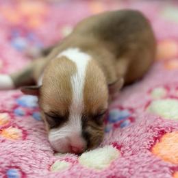 Red tri female - Red and white female American Corgi puppy in Fort Worth, Texas from King of Hearts Corgis