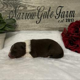 Truffle - White and red female Border Collie puppy in Moody, Texas from Narrow Gate Farm