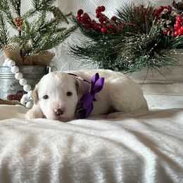 Purple Collar Female - Parti female Goldendoodle puppy in Bradenton, Florida from Suncoast Goldendoodles