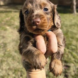 Dachshund Puppies from BlackPine Kennels