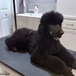 Pekingese, Pomeranians, and Poodles from Purple Diamonds Kennel