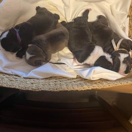 Bulldog Puppies from Sanford and Son Bulldogs