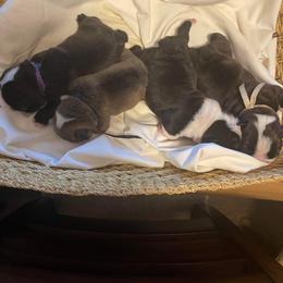 Bulldog Puppies from Sanford and Son Bulldogs