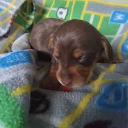 Brownie - Chocolate and tan female Dachshund puppy in Opelika, Alabama from Dachshund Darlins