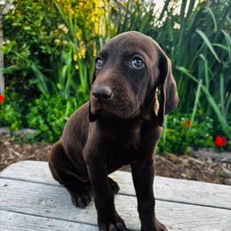 Betty - Liver female German Shorthaired Pointer puppy in Ephraim, Utah from Justin's German Shorthaired Pointers
