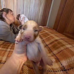 Goblin - Red merle male Australian Shepherd puppy in Arcanum, Ohio from Krafthaus Rottweilers